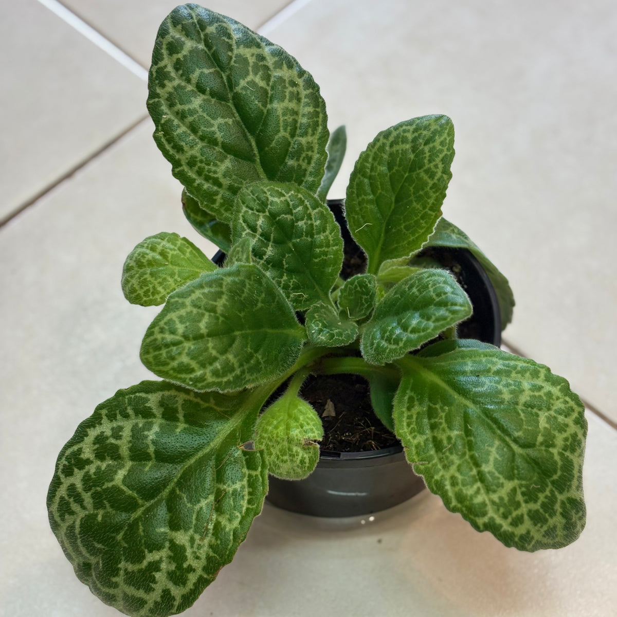 Streptocarpus Pretty Turtle