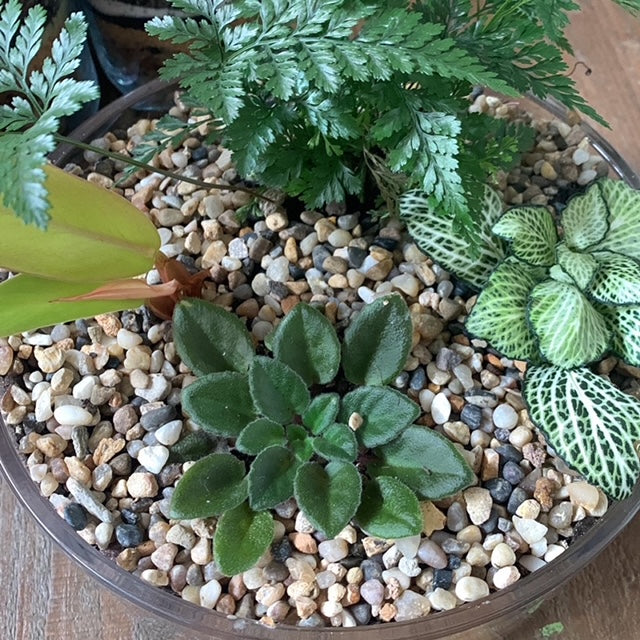 DIY Jungle Bowl