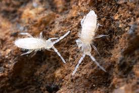 Springtail Pack