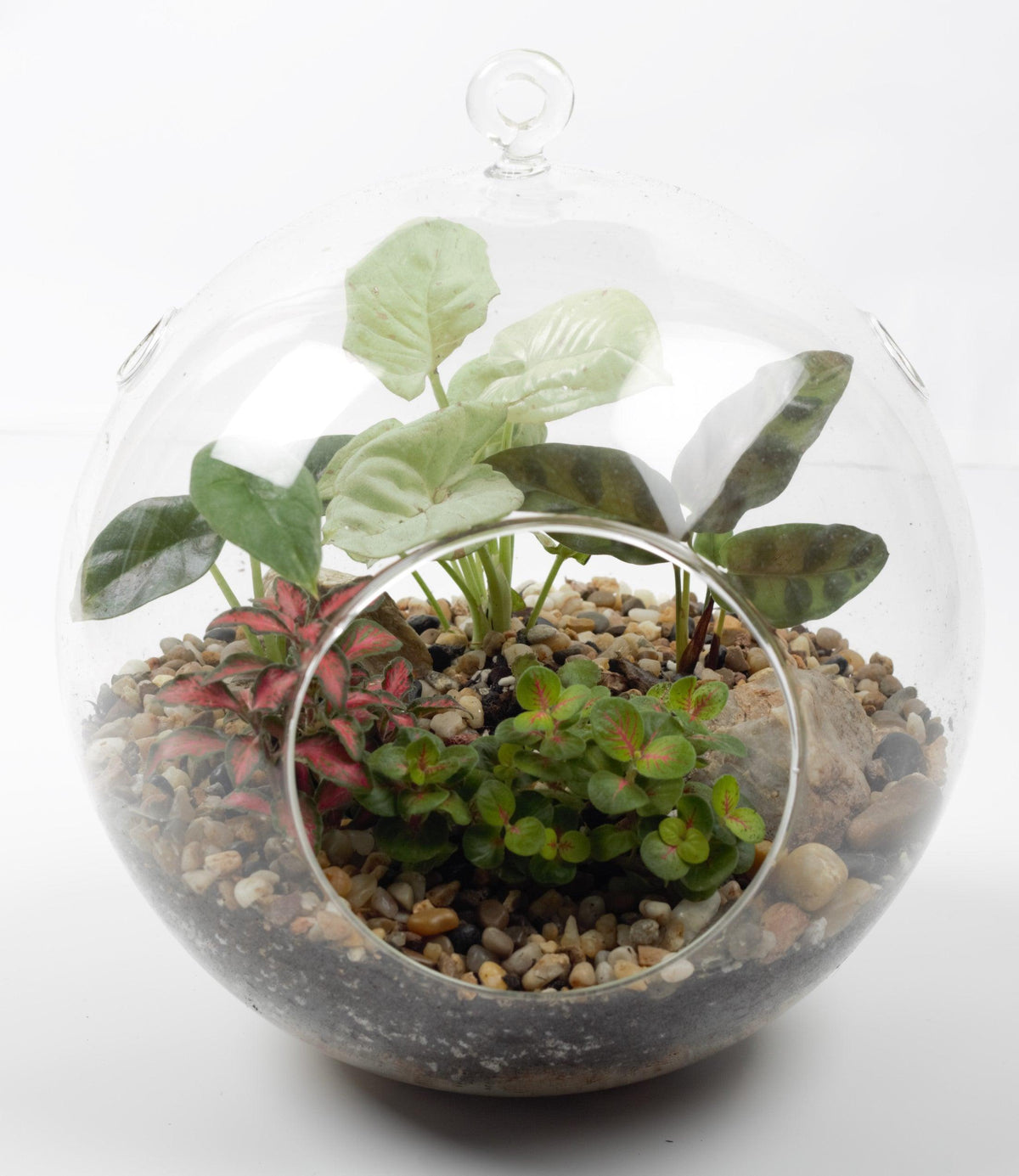 Mystical Forest Dome Terrarium - Plant Homewares &amp; Lifestyle