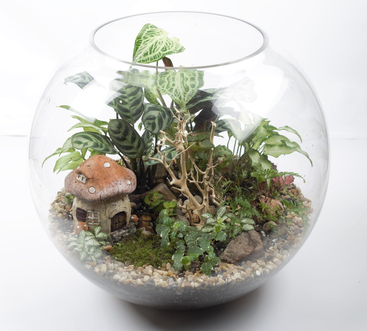 Forest Dome - Plant Homewares &amp; Lifestyle