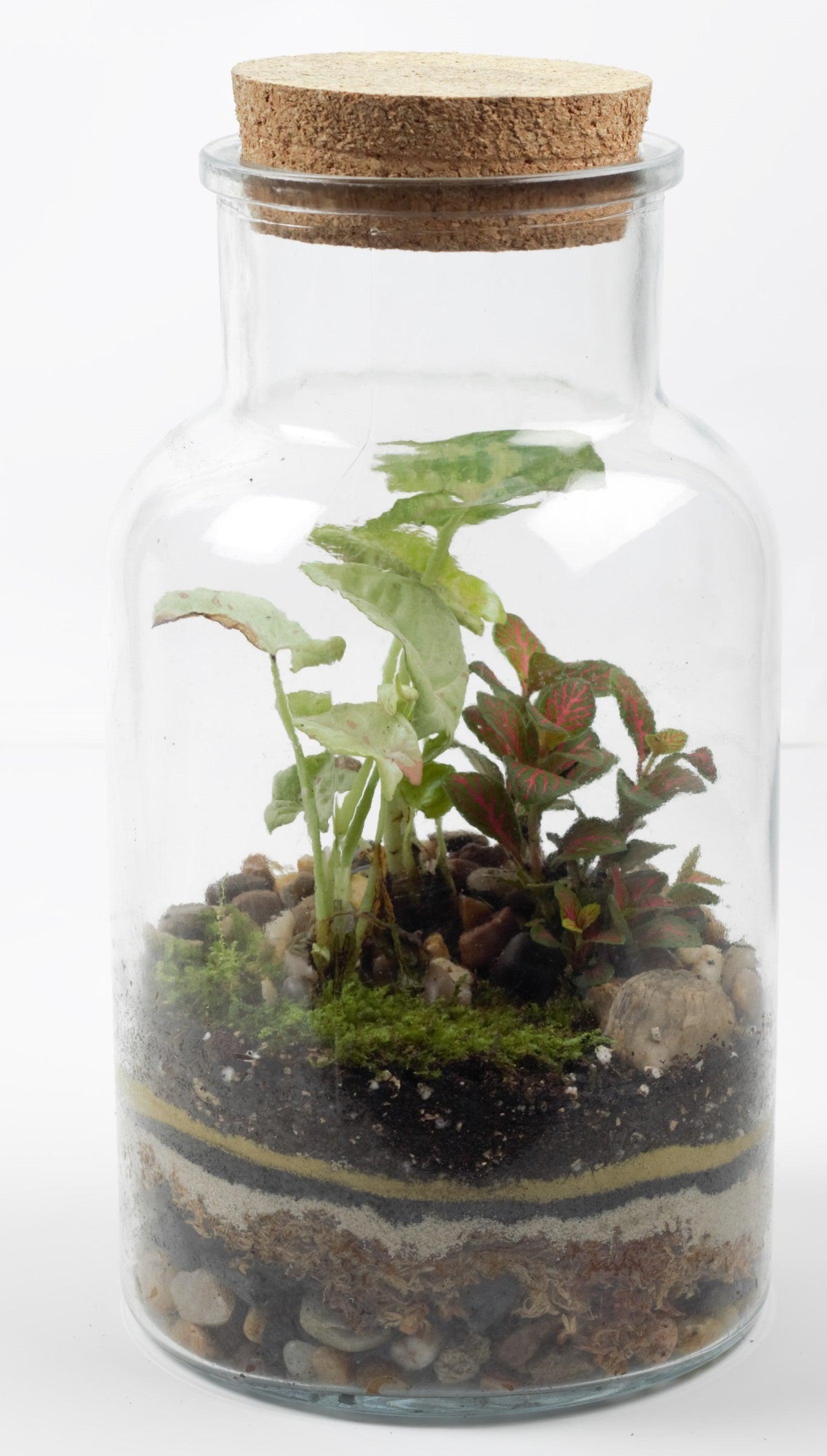 Georgia Large Closed Jar Terrarium - Plant Homewares &amp; Lifestyle