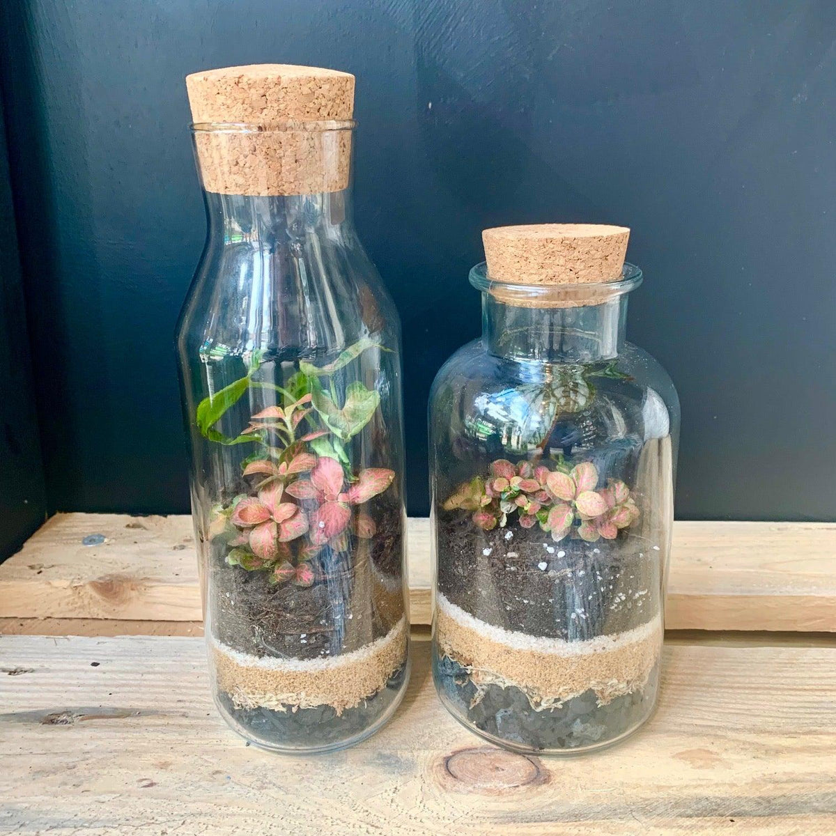 Beginner Terrarium Series - Message in a Bottle - Plant Homewares &amp; Lifestyle