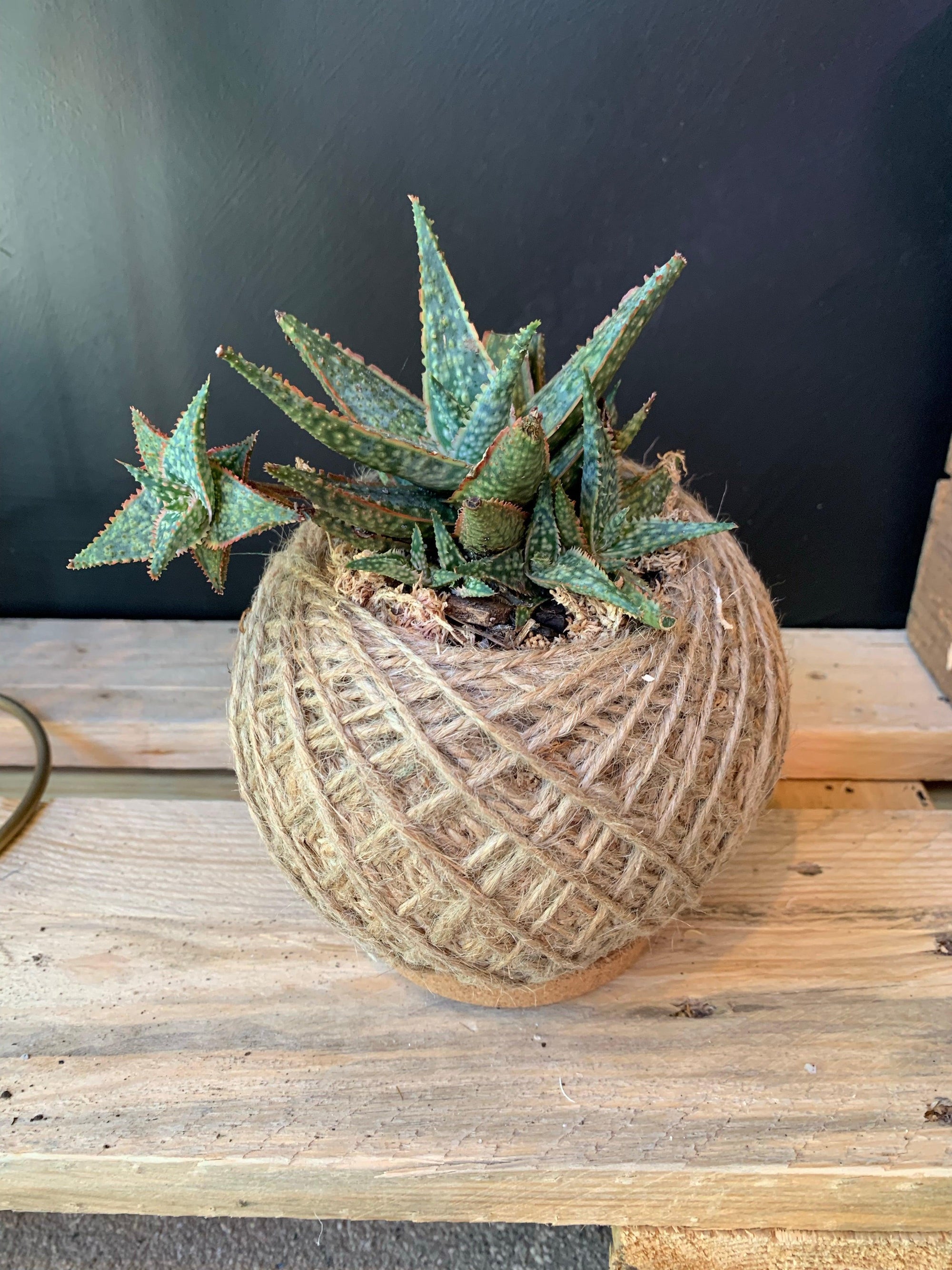 Living Kokedama - Plant Homewares & Lifestyle