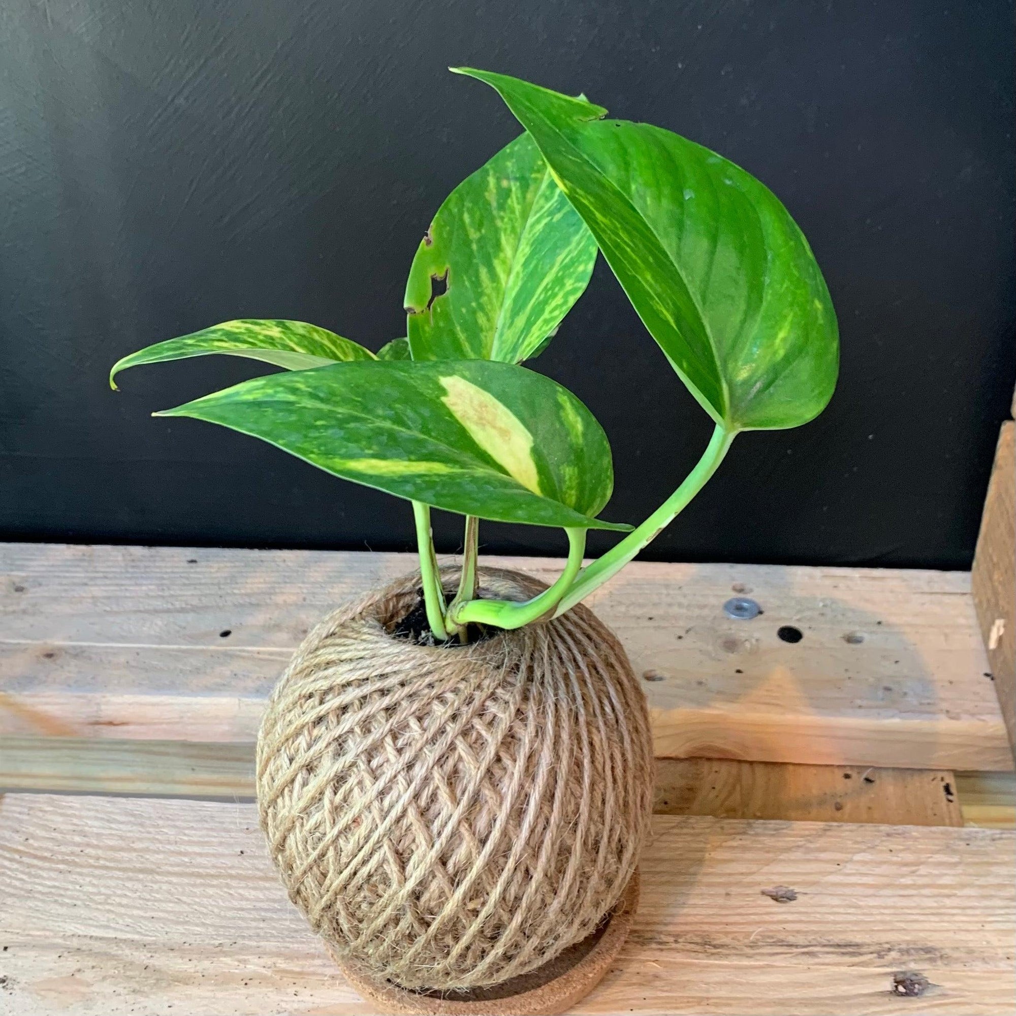 Living Kokedama - Plant Homewares & Lifestyle