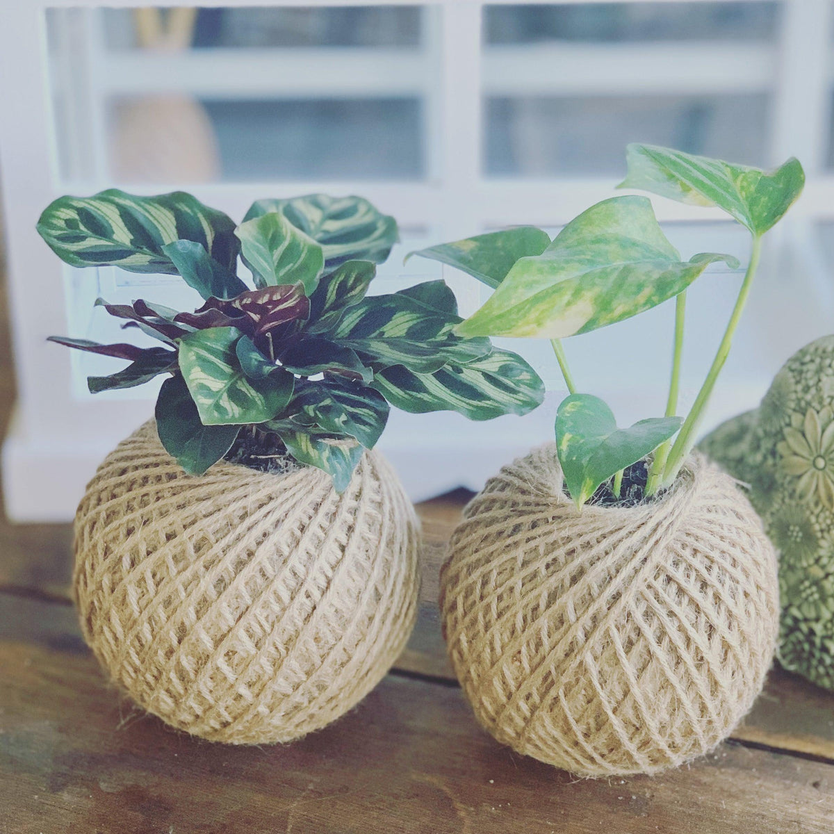 Living Kokedama - Plant Homewares &amp; Lifestyle